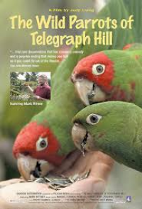 The Wild parrots of Telegraph Hill